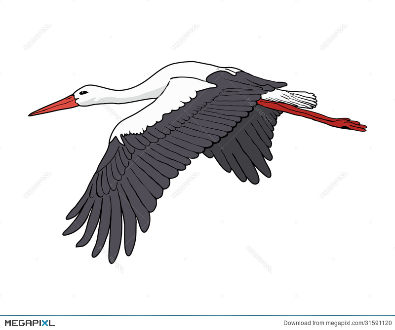 800x669 Flying Stork, Vector Illustration Illustration 31591120