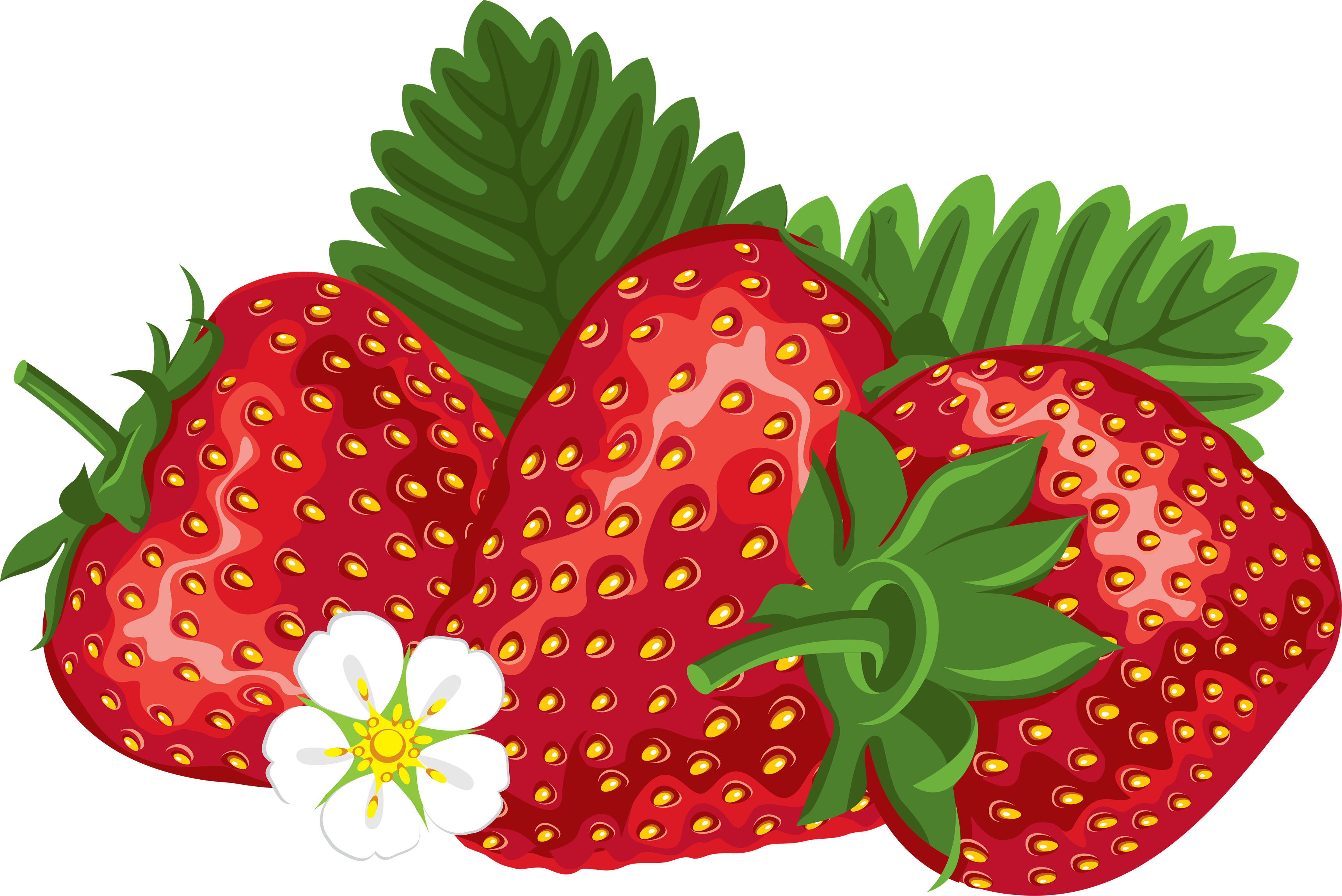 3439x2296 Strawberry Vector