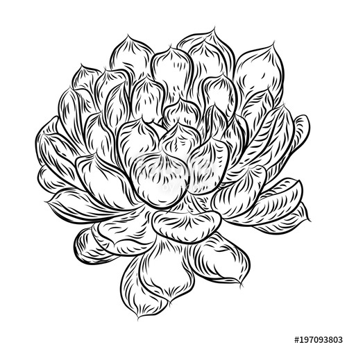 500x500 Tropical Plant, Hand Drawing, Cactus Flower Guzmania, Echeveria