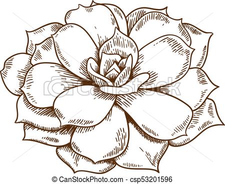 450x368 Vector Antique Engraving Illustration Of Succulent Isolated On