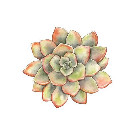 473x473 Watercolor Succulent, Vector Illustration In Vintage Style. Prints