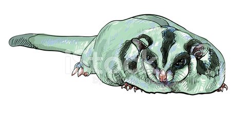 450x225 Sugar Glider Stock Vectors