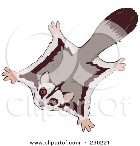 450x470 Sugar Glider Clipart