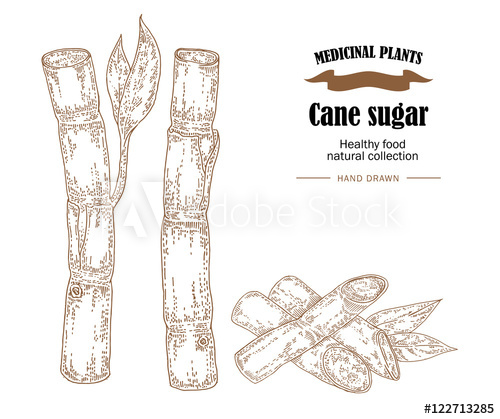 500x419 Cane Sugar Vector Illustration. Hand Drawn Medicinal Plants