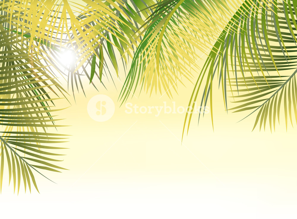 1000x737 Vector Summer Background With Palm Leaves Royalty Free Stock Image