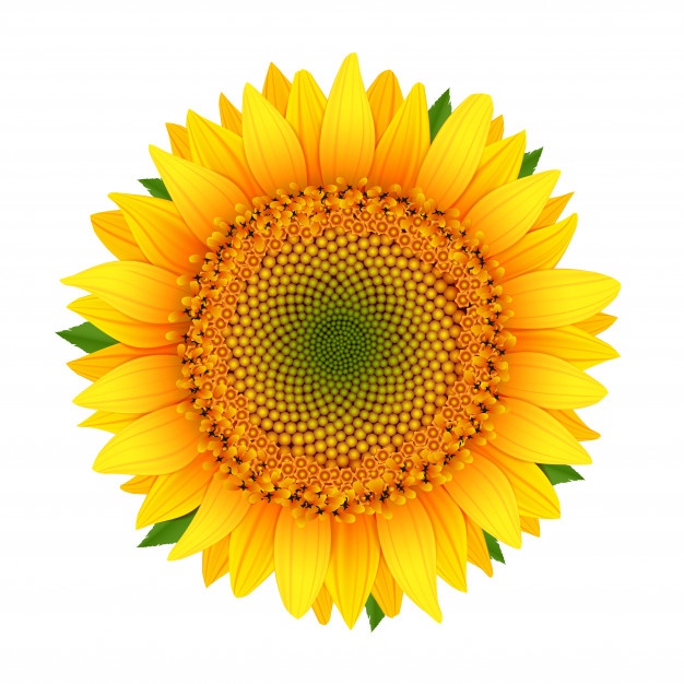 626x626 Sunflower Vectors, Photos And Psd Files Free Download