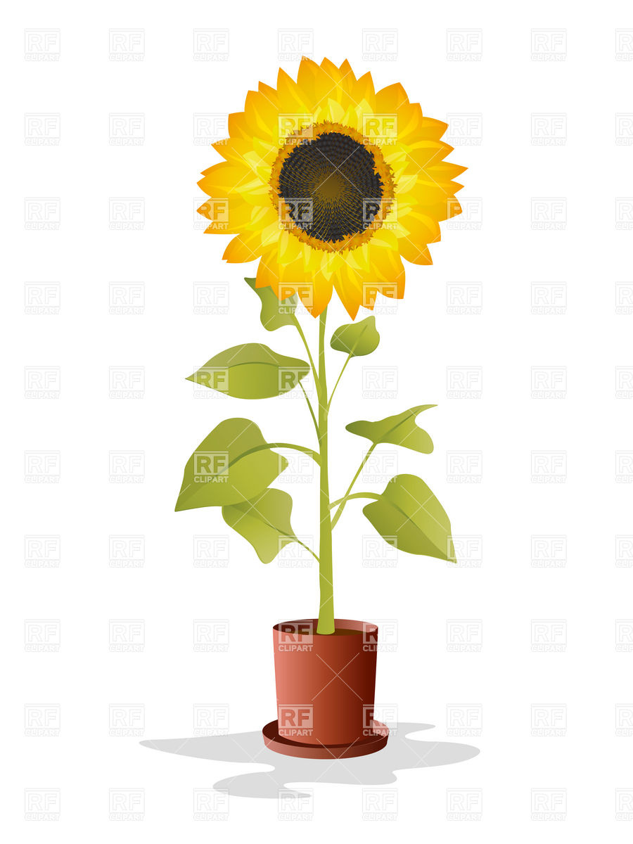 900x1200 Sunflower In The Pot Vector Image Vector Artwork Of Plants And