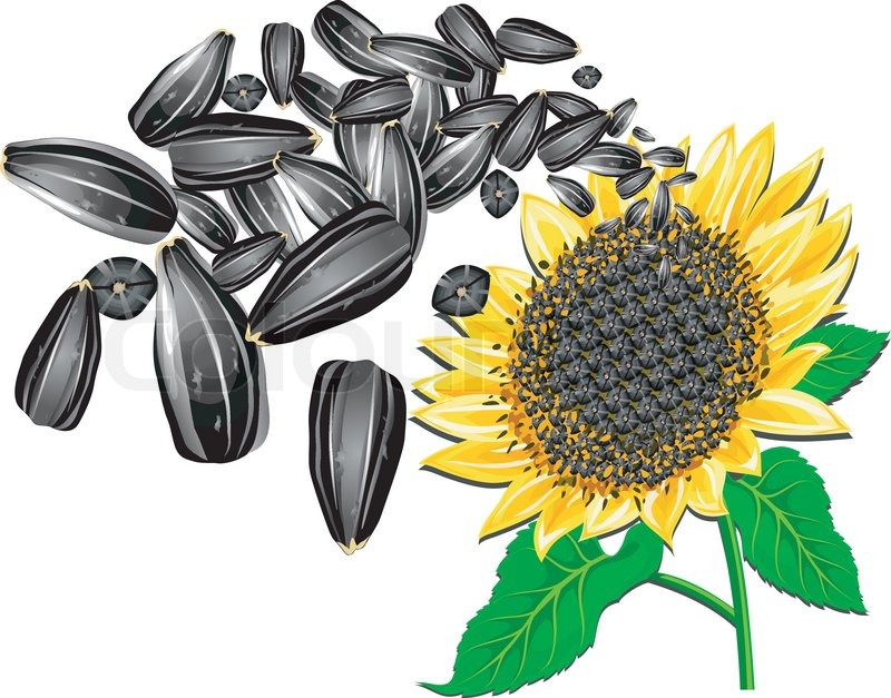 800x627 Sunflower Seeds And Beautiful Flower On A White Background, Vector