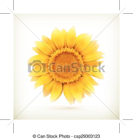 450x470 Sunflower Vector Illustration, Isolated On White Background.