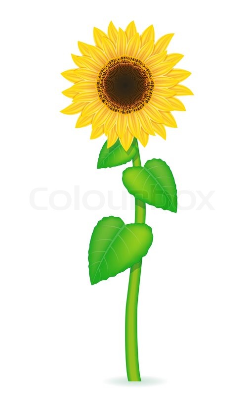 506x800 Sunflower Vector Illustration Isolated On White Background Stock