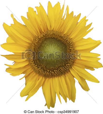 426x470 Sunflower. Vector Illustration.