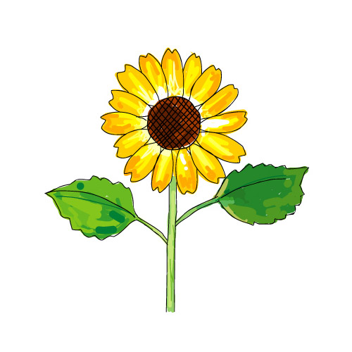 500x500 Vector Eps Material Free Download Sunflower