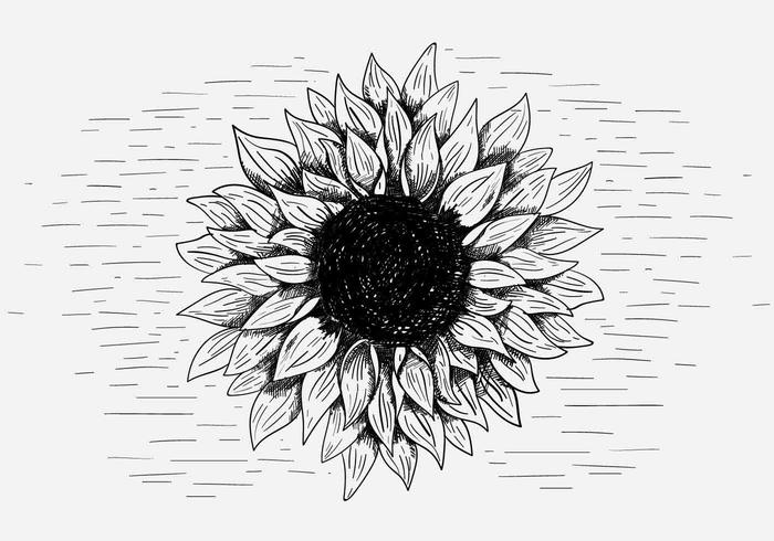 700x490 Vector Sunflower Illustration