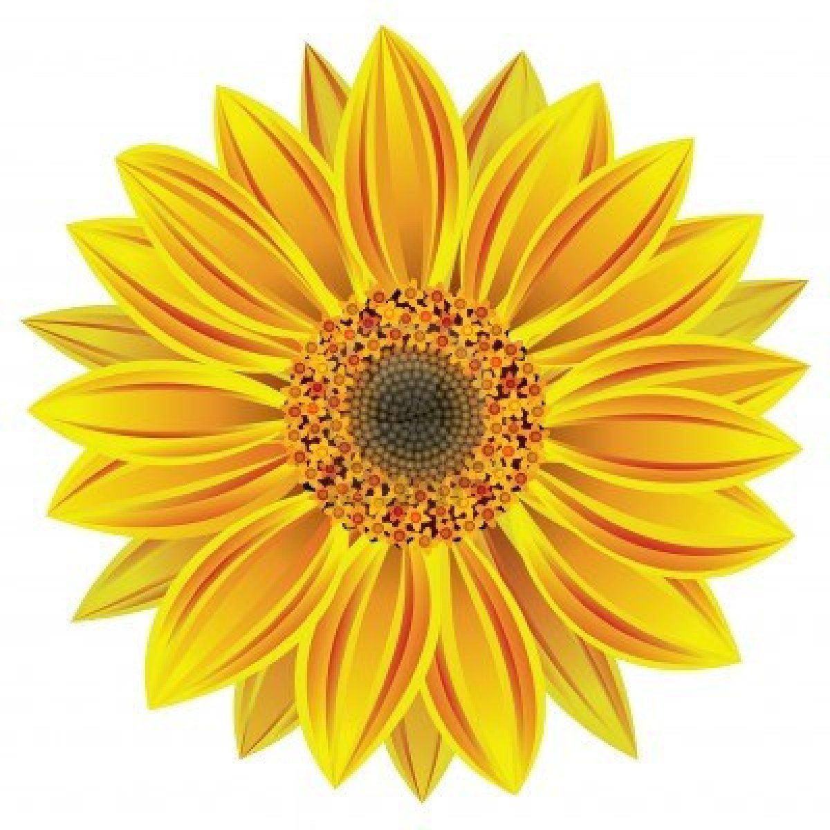 1200x1200 Vector Illustration Of Sunflower Ideas For Templatepattern