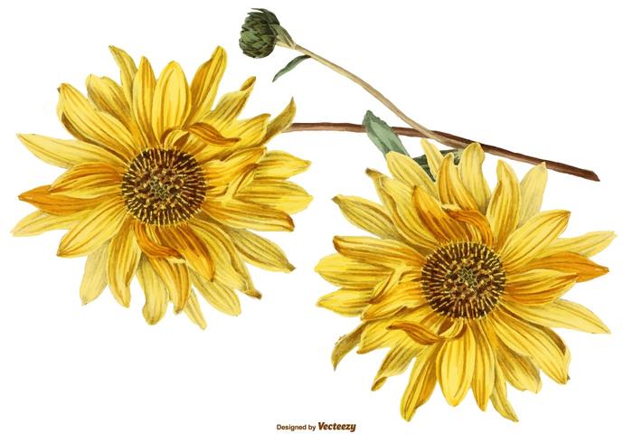 700x490 Vintage Sunflower Illustrations