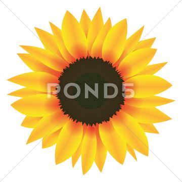 360x360 Illustration Vector Graphic Flower Sunflower Stock Images