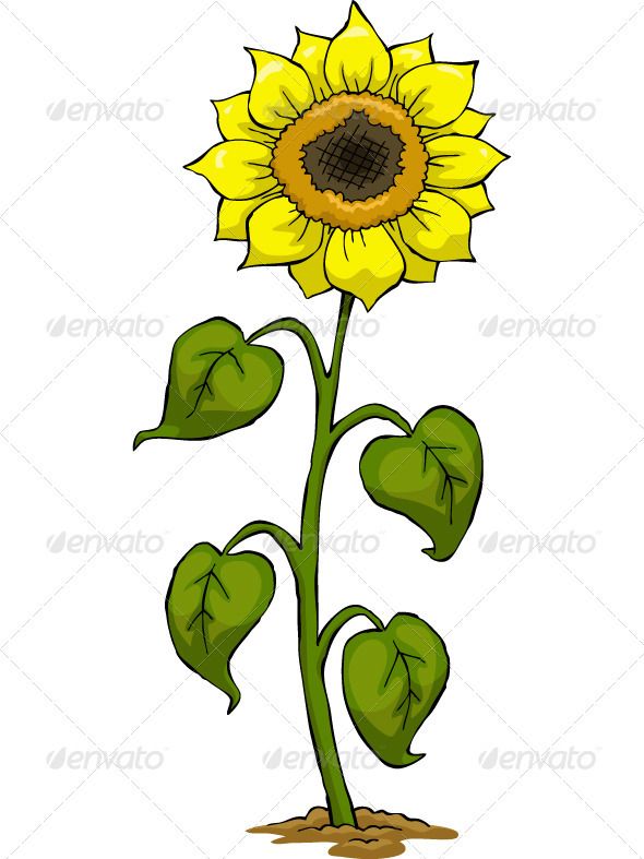 590x787 Sunflower Fonts Logos Icons Herbs Illustration