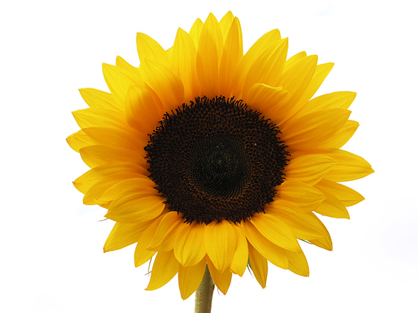 600x450 Sunflower Free Images