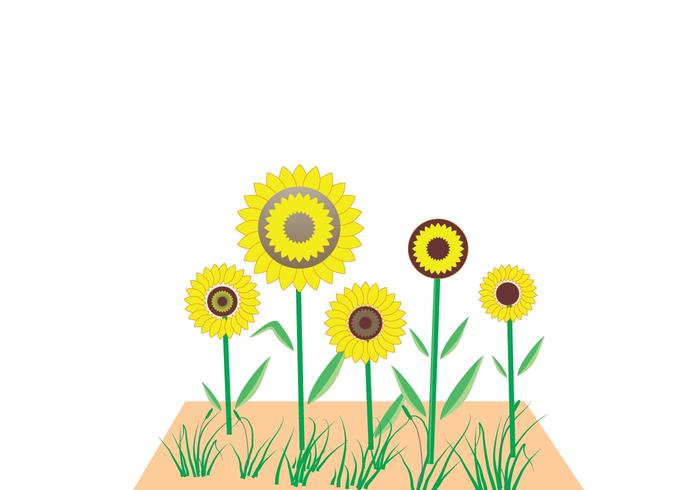 700x490 Sunflower Free Vector Art