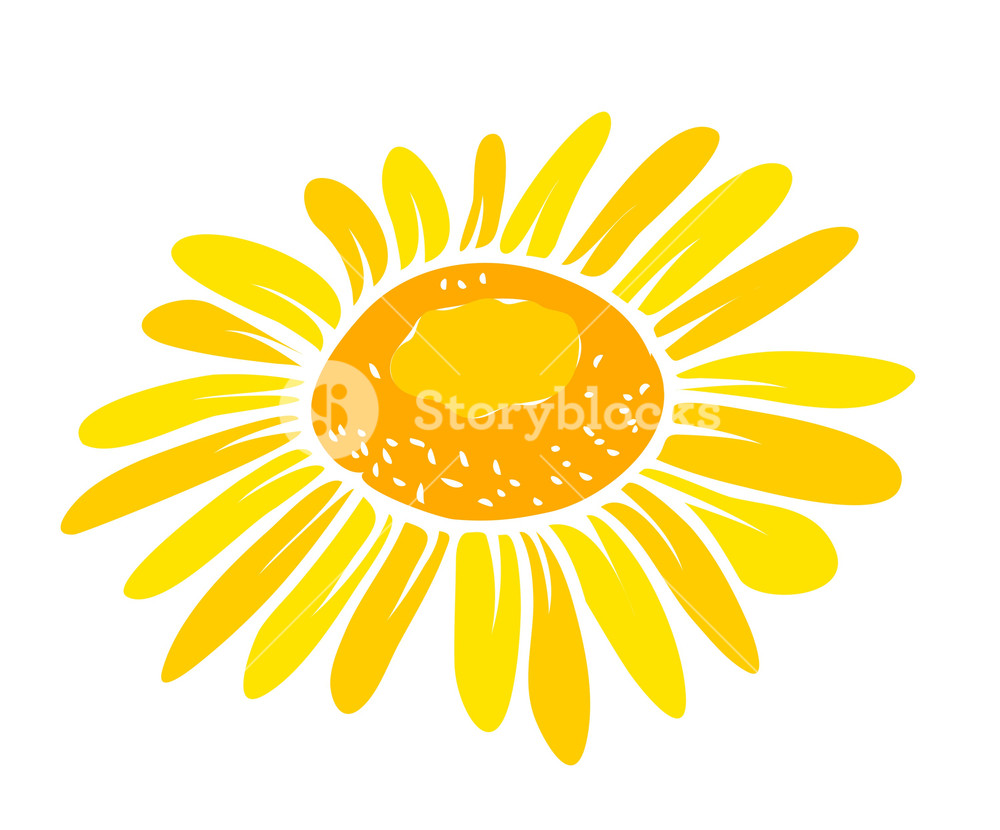 1000x830 Sunflower Vector Closeuo Royalty Free Stock Image