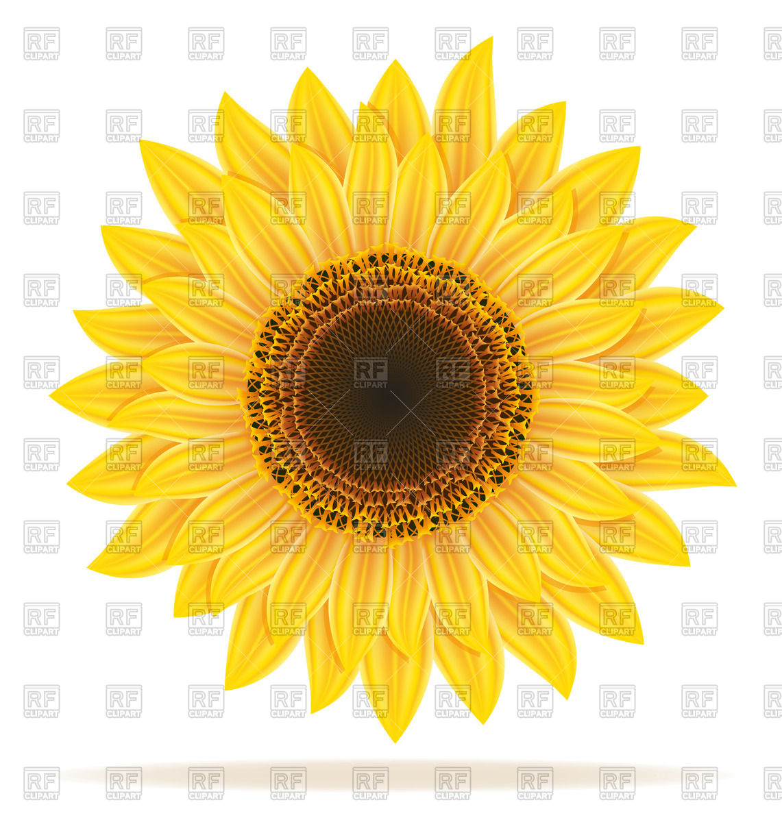 1141x1200 Sunflower Vector Image Vector Artwork Of Plants And Animals