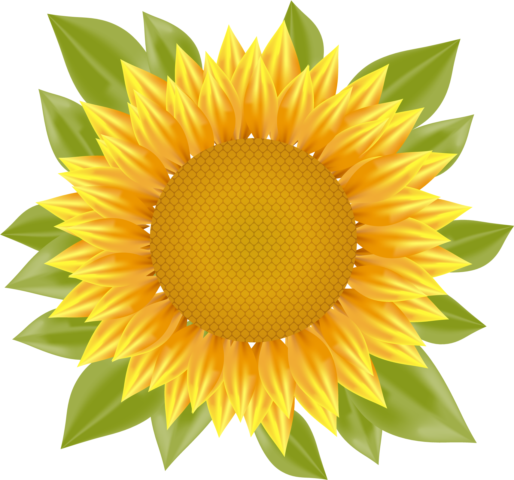 Sunflower Vector at GetDrawings | Free download