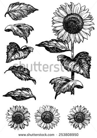 333x470 Sunflower. Vector Set Of Hand Drawn Sunflowers And Leaves Isolated