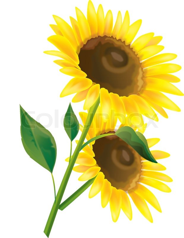 620x800 Sunflower Vector Flower Stock Vector Colourbox