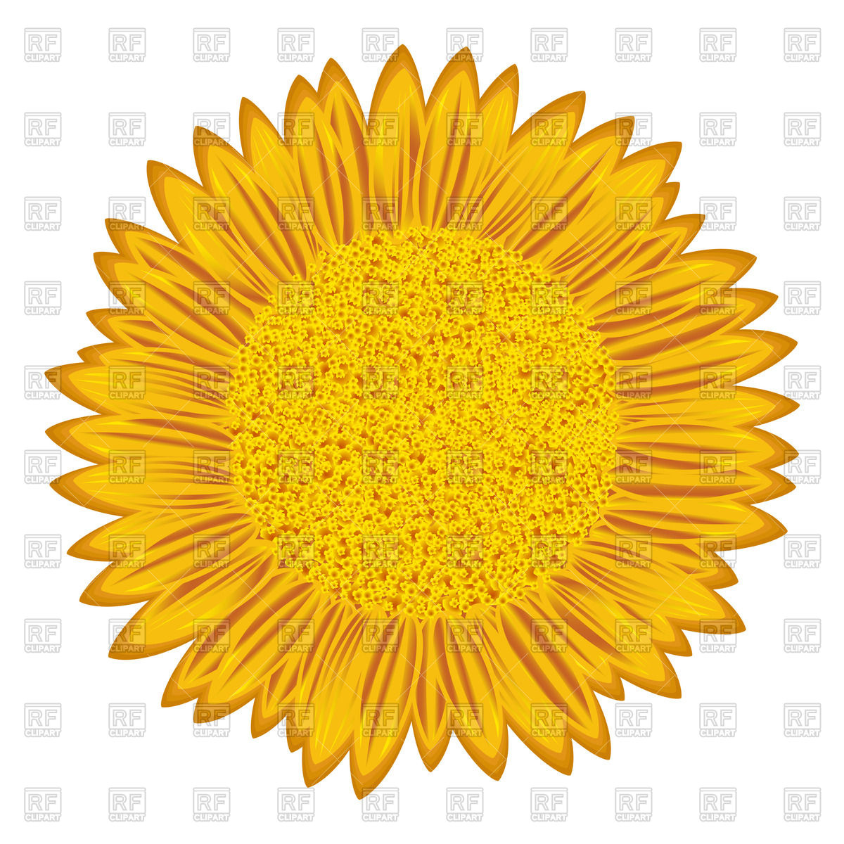 1200x1200 Detailed Flowering Sunflower Vector Image Vector Artwork Of