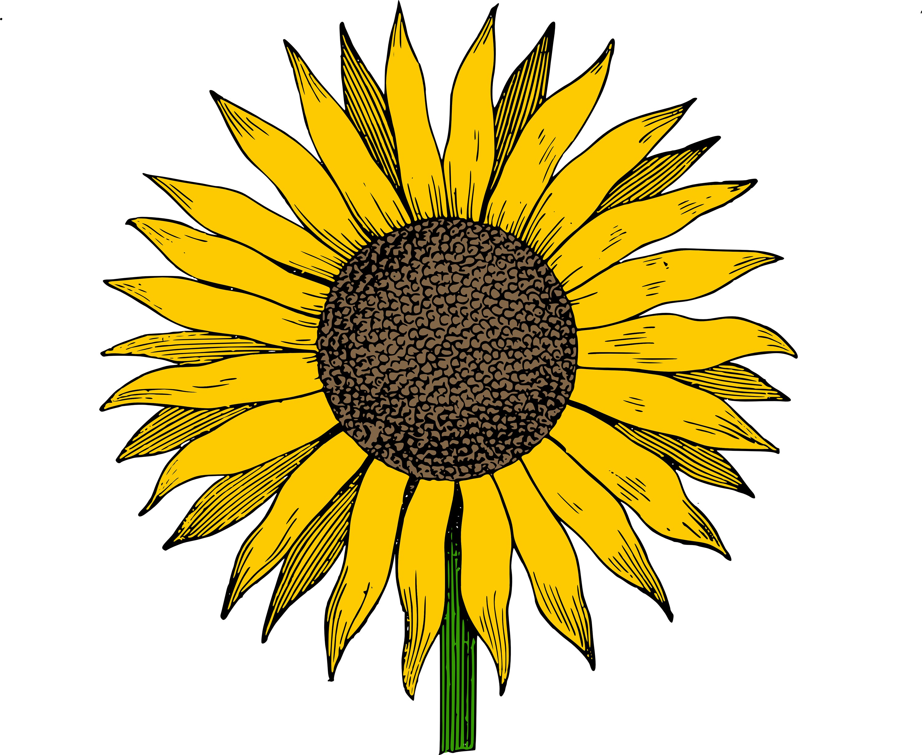 3000x2457 Free Clip Art Sunflower Vector Image Clip Art Department