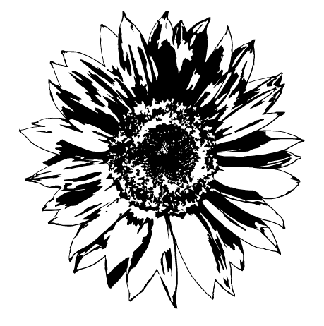459x462 Free Vectors Sunflowers