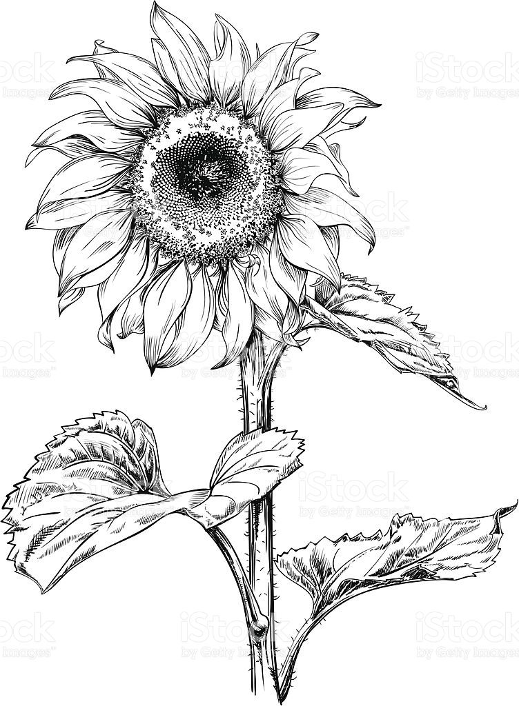 752x1024 Hand Drawn Vector Artwork In Pen Amp Ink Style Of A Sunflower