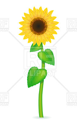 253x400 Sunflower With Green Leaves Vector Image Vector Artwork Of
