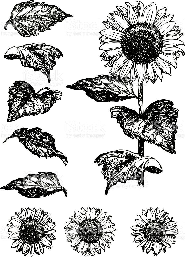 739x1024 Vector Set Of Hand Drawn Sunflowers And Leaves Isolated On White