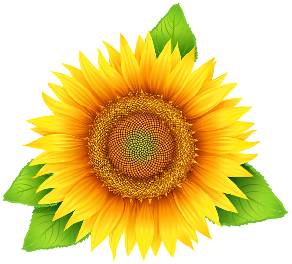 600x543 Collection Of Free Sunflower Vector Pattern. Download On Ubisafe
