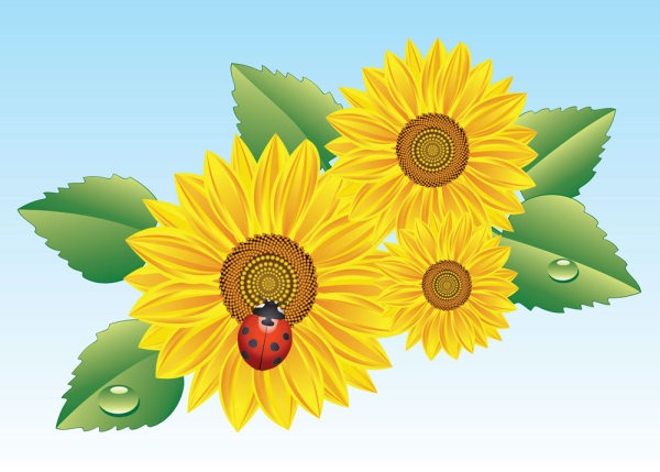 600x429 Sunflower Flower Vector Material My Free Photoshop World