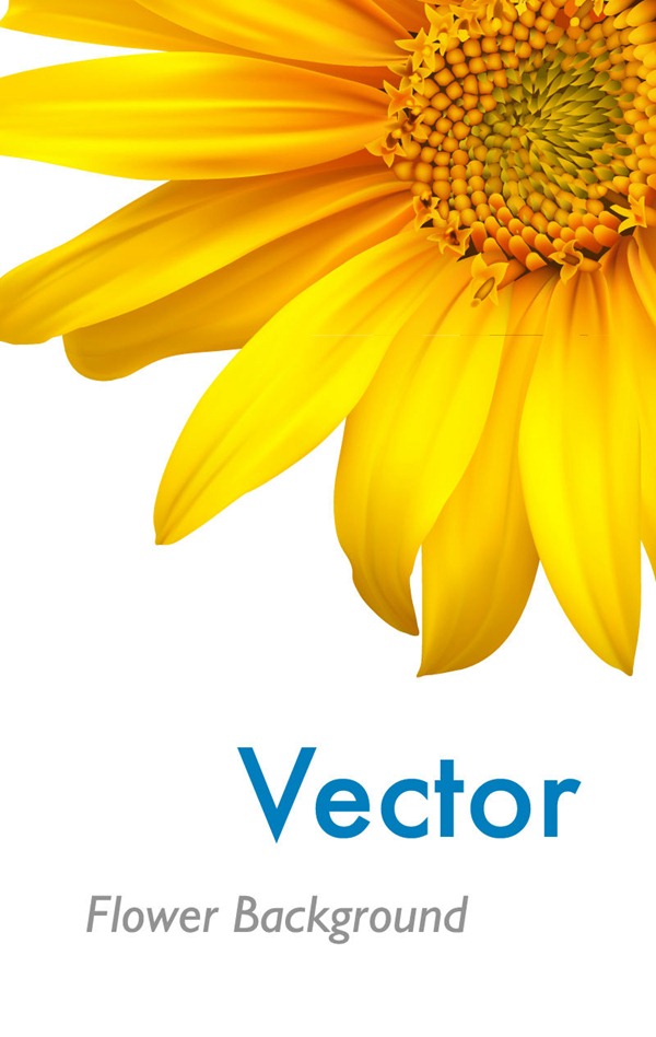 600x948 Sunflowers Sunflower Vector Graphics Collection My Free