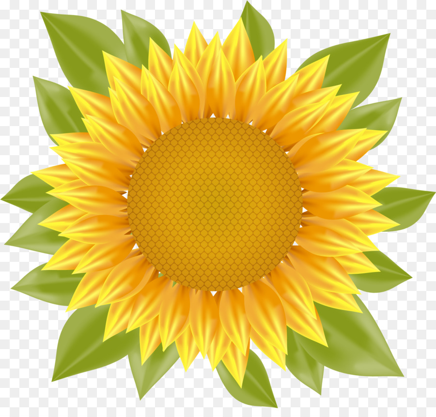 900x860 Common Sunflower