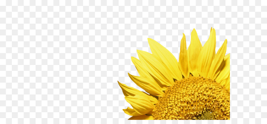 900x420 Common Sunflower Clip Art
