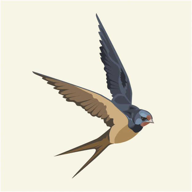 626x626 Swallow (Bird) In Flight Vector Premium Download