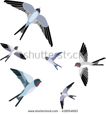 436x470 Swallow Vector, Vector Illustration Isolated Birds. Birds Flying