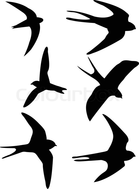 587x800 Swallows Silhouettes