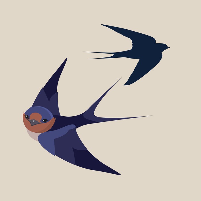 699x700 Little Swallow Bird Vector Illustration Wall Mural We