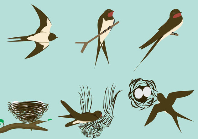 632x443 Swallows And The Nests Free Vector Download 333839 Cannypic