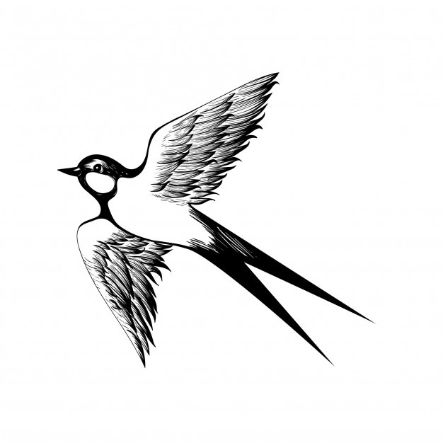 626x626 Swallows Swallow Vectors, Photos And Psd Files Free Download