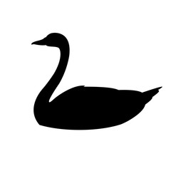 240x240 Search Photos Swan Vector