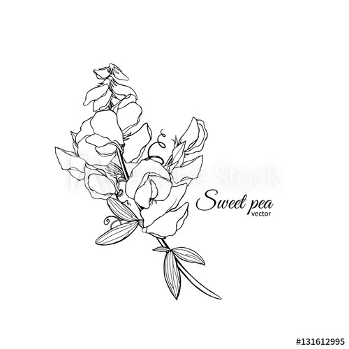 500x500 Summer Background With Sweet Pea