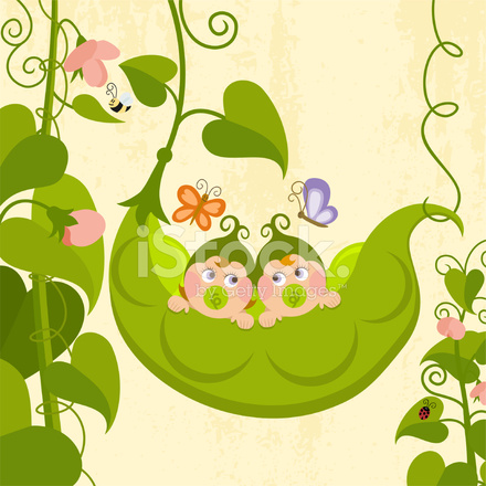 440x440 Sweet Pea (Series) Stock Vector