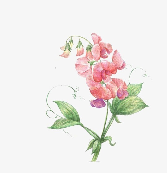 540x560 Sweet Pea Png, Vectors, Psd, And Clipart For Free Download Pngtree