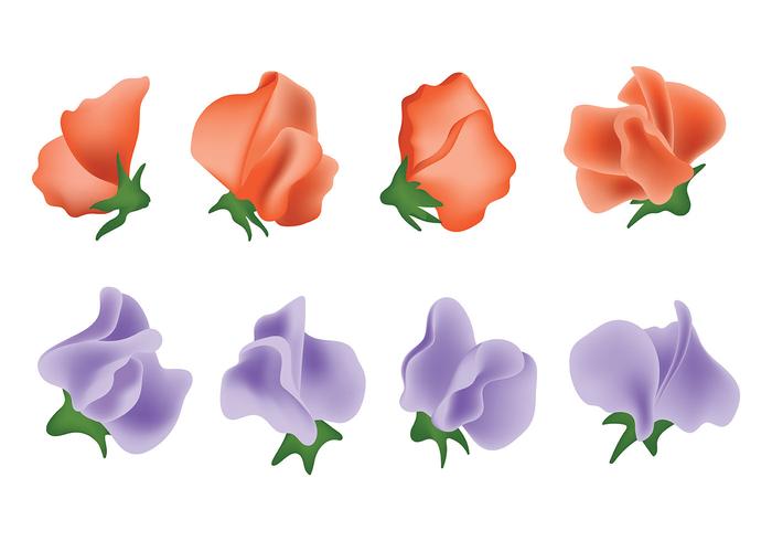 700x490 Sweet Pea Vector Icons